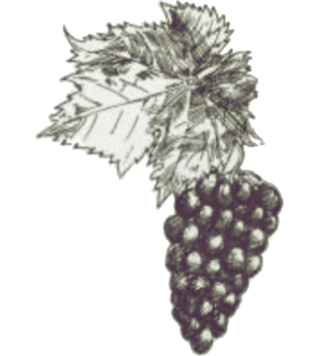 Woodcut grapes graphic